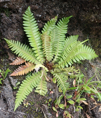 Blechnum durum