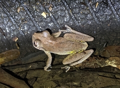 Scinax x-signatus