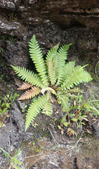 Blechnum durum