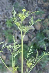 Sanicula tuberosa