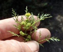 Sanicula tuberosa