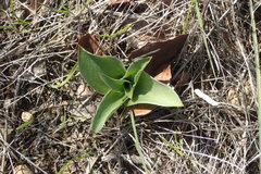 Fritillaria biflora biflora