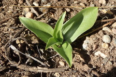 Fritillaria biflora biflora