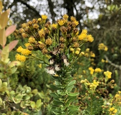 Pentacalia