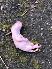 Sciurus carolinensis