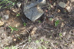 Fritillaria biflora biflora