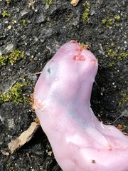 Sciurus carolinensis