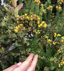 Pentacalia