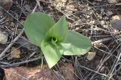 Fritillaria biflora biflora