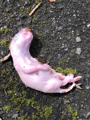 Sciurus carolinensis