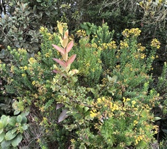 Pentacalia