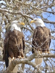 Haliaeetus leucocephalus leucocephalus