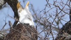Haliaeetus leucocephalus leucocephalus