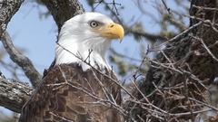 Haliaeetus leucocephalus leucocephalus