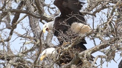 Haliaeetus leucocephalus leucocephalus