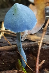 Entoloma virescens