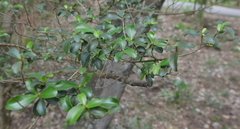 Myrsine novocaledonica
