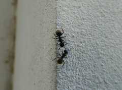 Camponotus mus
