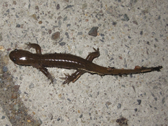 Hynobius quelpaertensis