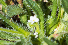 Plagiobothrys arizonicus