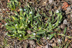 Plagiobothrys arizonicus