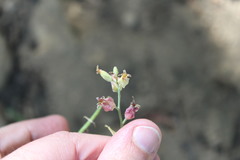 Streptanthus bernardinus