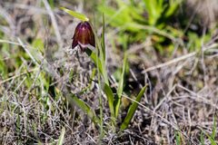 Fritillaria biflora biflora