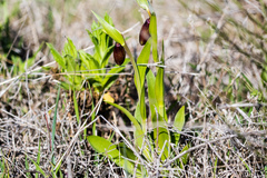 Fritillaria biflora biflora