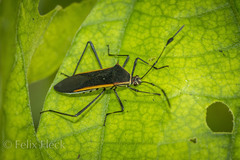 Plapigus circumcinctus