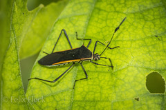 Plapigus circumcinctus