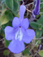 Streptocarpus saxorum