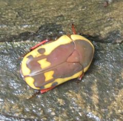 Pachnodella impressa