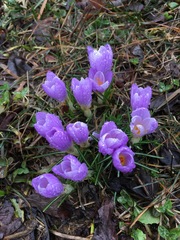 Crocus