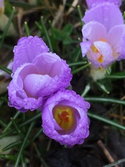 Crocus