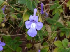Streptocarpus saxorum
