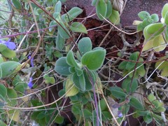 Streptocarpus saxorum