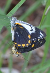 Belenois java peristhene