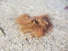 Bugulidae