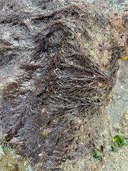 Cryptosiphonia woodii