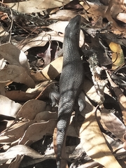Egerniinae