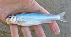 Silver Chub photo 2
