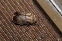 Dermolepida albohirtum