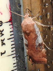 Cryptocala acadiensis