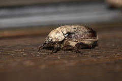 Dermolepida albohirtum