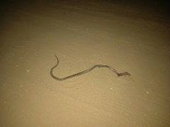 Bothrops asper
