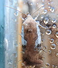 Cryptocala acadiensis