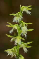 Genoplesium morrisii