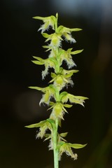 Genoplesium morrisii