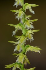 Genoplesium morrisii