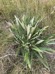 Celmisia spectabilis magnifica